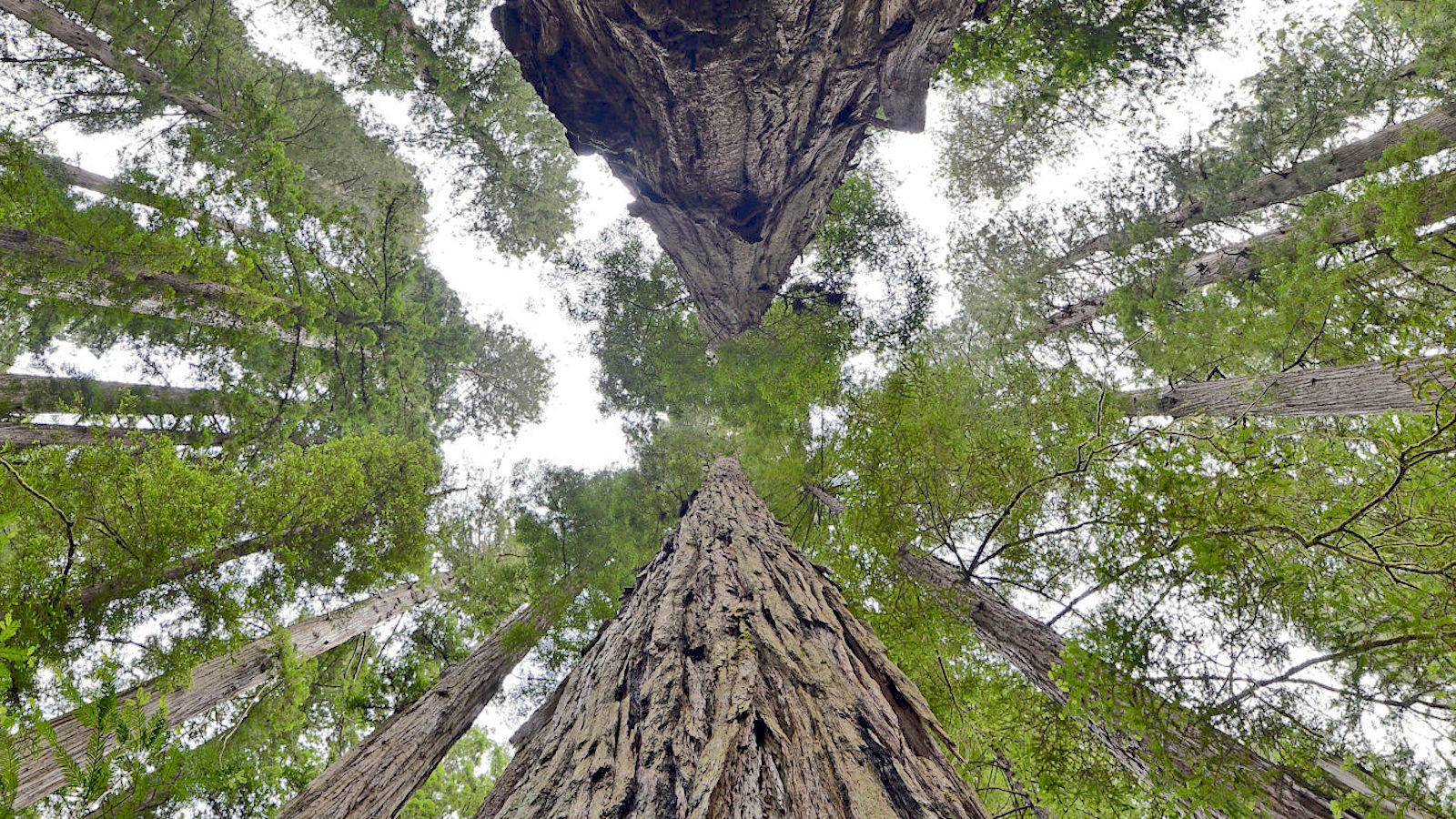 Suppose in the long term: why we should at all times ship Redwood forests once more