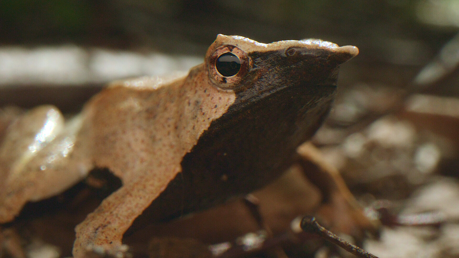 In a Chilean forest security house, the excellent Darwins Frosch lasted