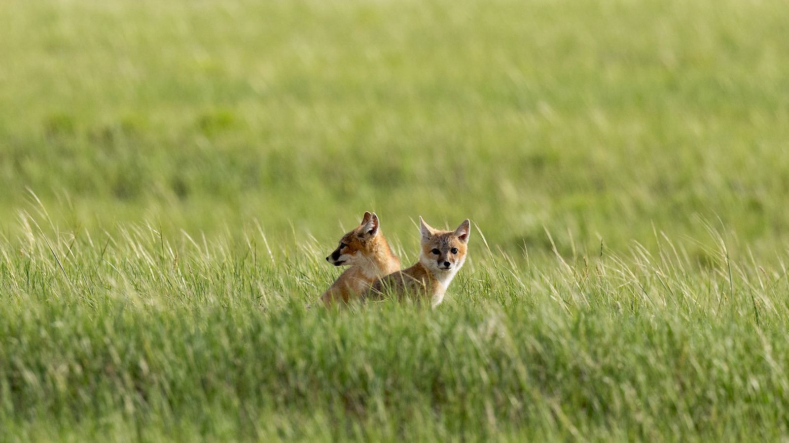 In Montana's Northern Plains, Swift foxes are once more from the sting