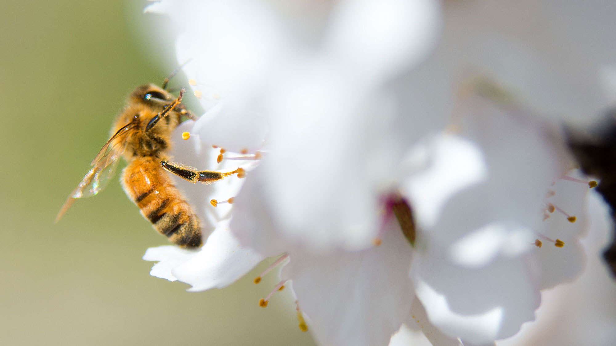 Bee Alert: Does a controversial herbicide do honeybees?