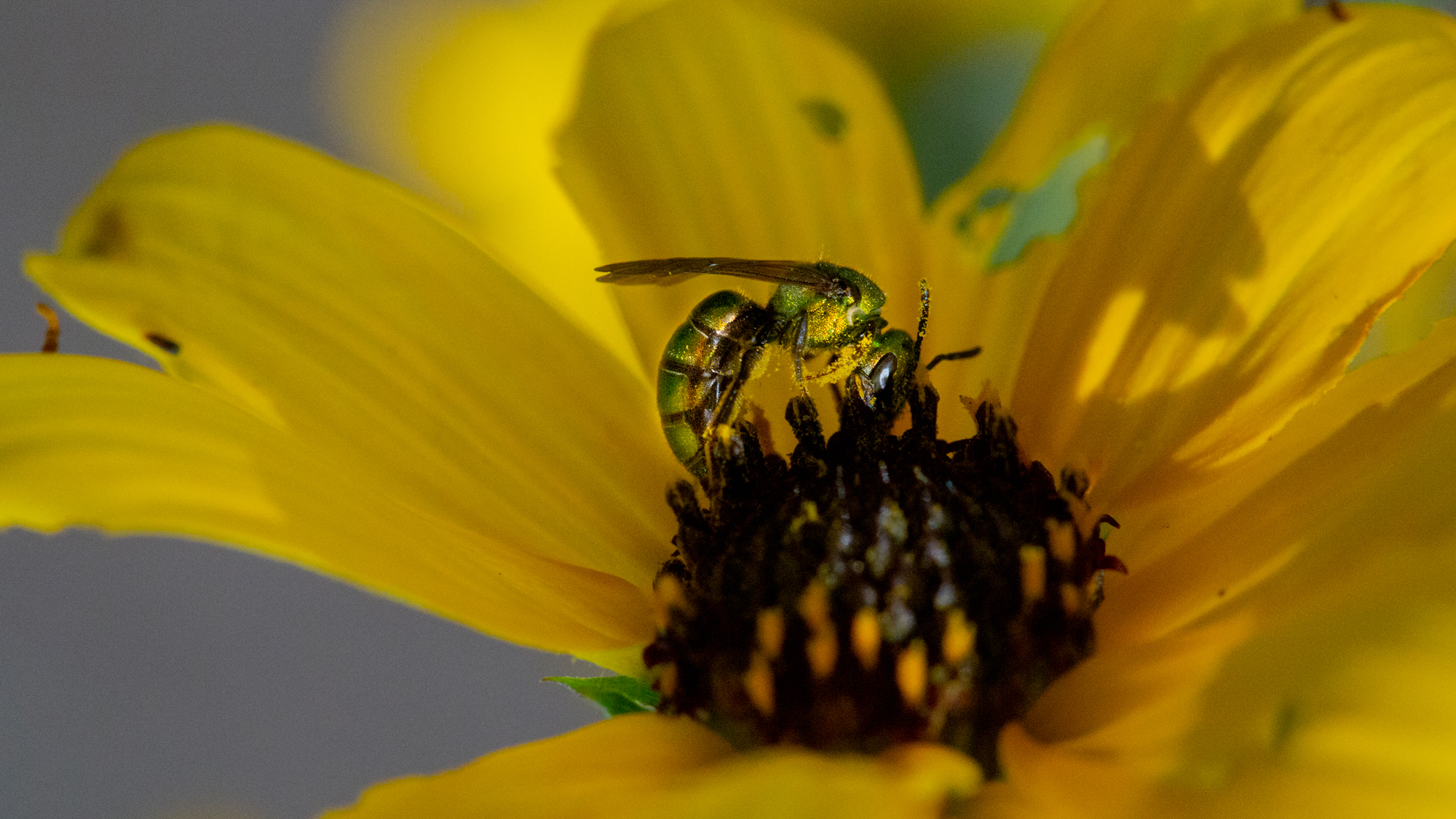 Yard battle: help native bees to thrive in a world of honey